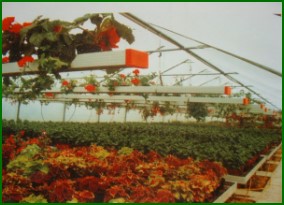Gartenbaubewässerung Landwirtschaftsbewässerung